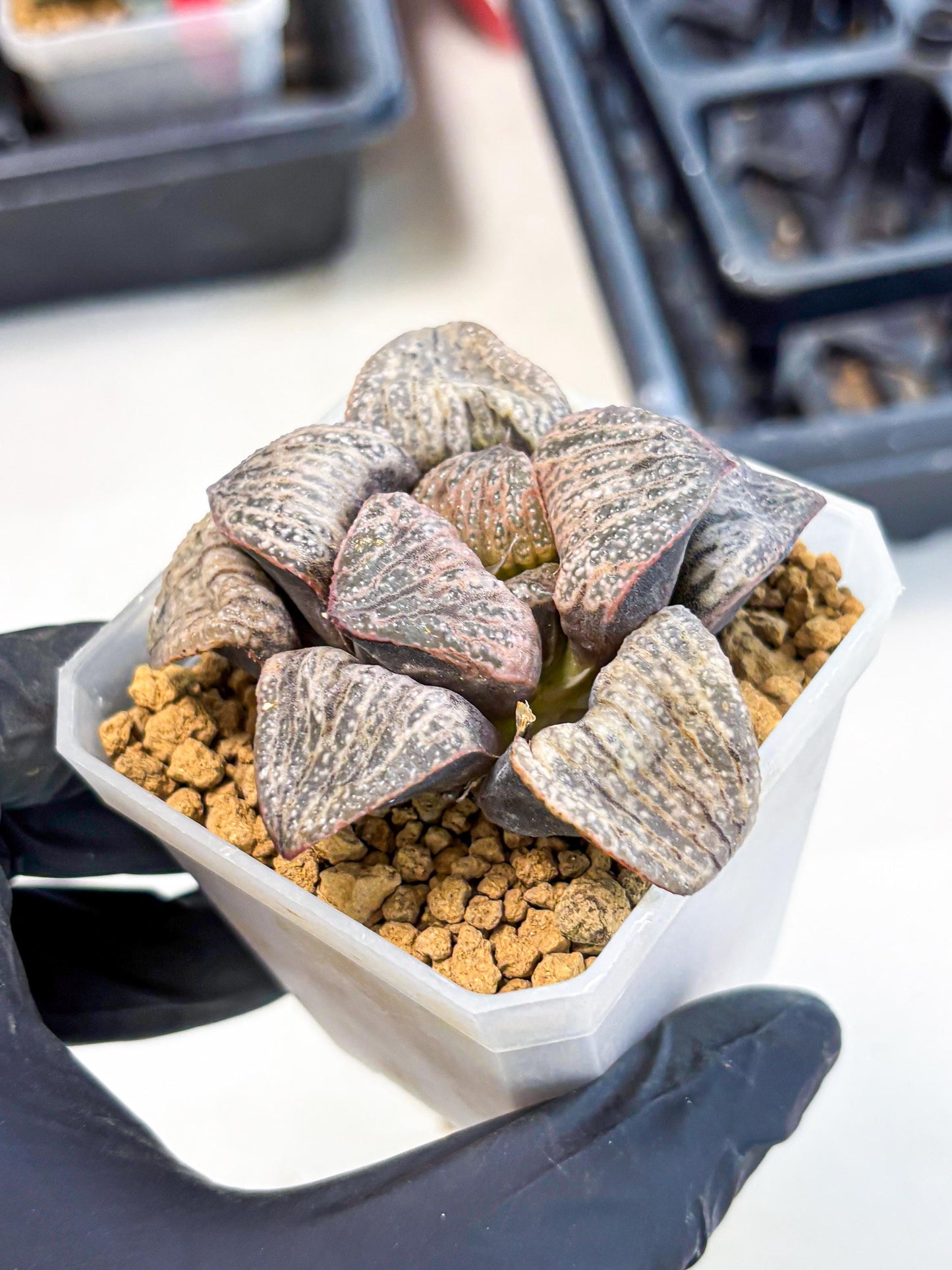 Haworthia Splendens Hana Aoi (wa1) (p6) | Japan Succulent
