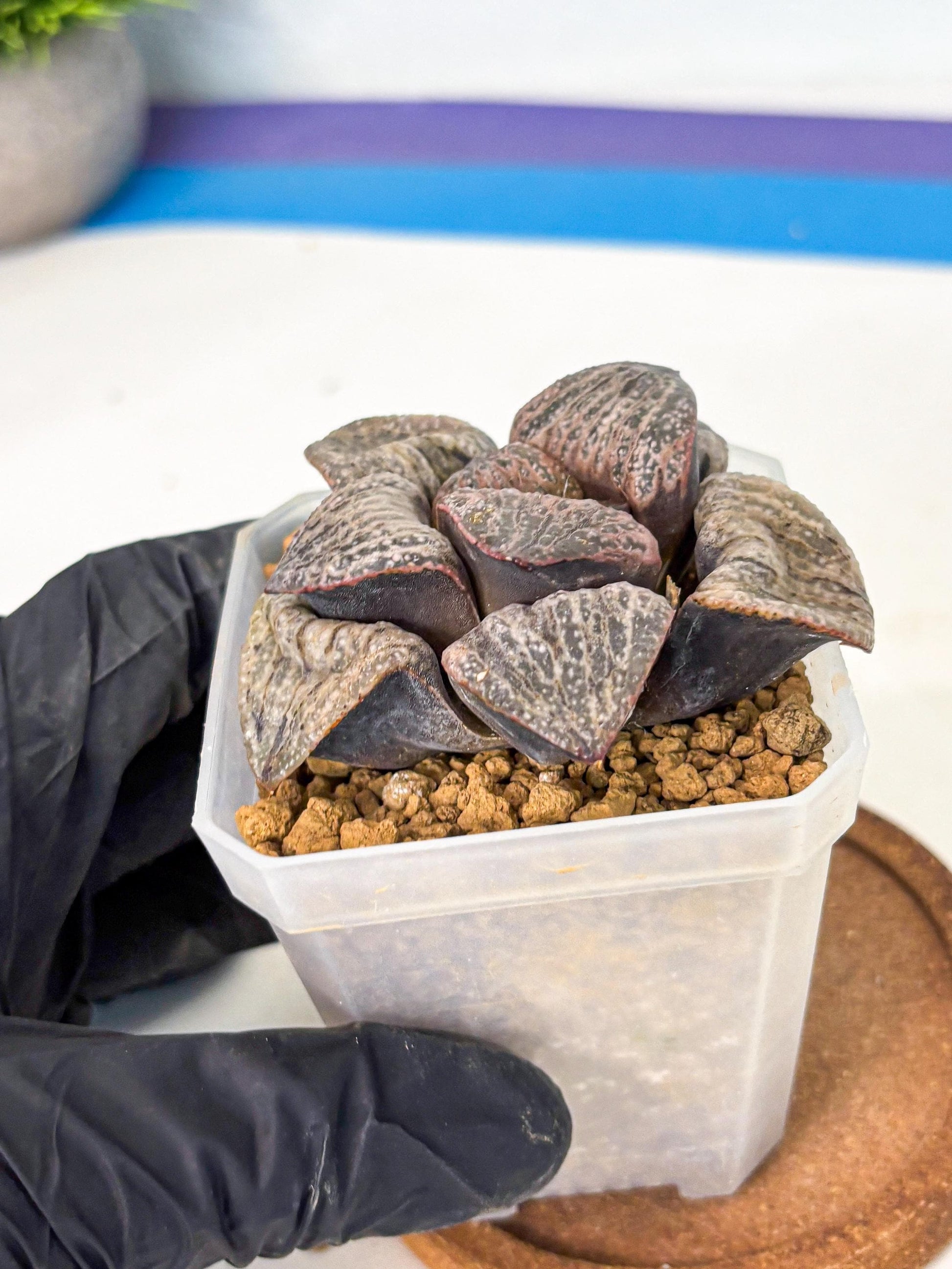 Haworthia Splendens Hana Aoi (wa1) (p6) | Japan Succulent