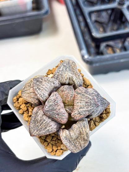 Haworthia Splendens Hana Aoi (wa1) (p6) | Japan Succulent