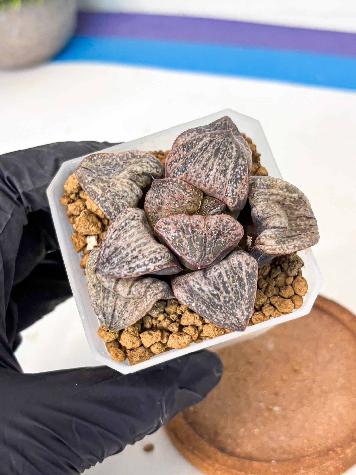 Haworthia Splendens Hana Aoi (wa1) (p6) | Japan Succulent
