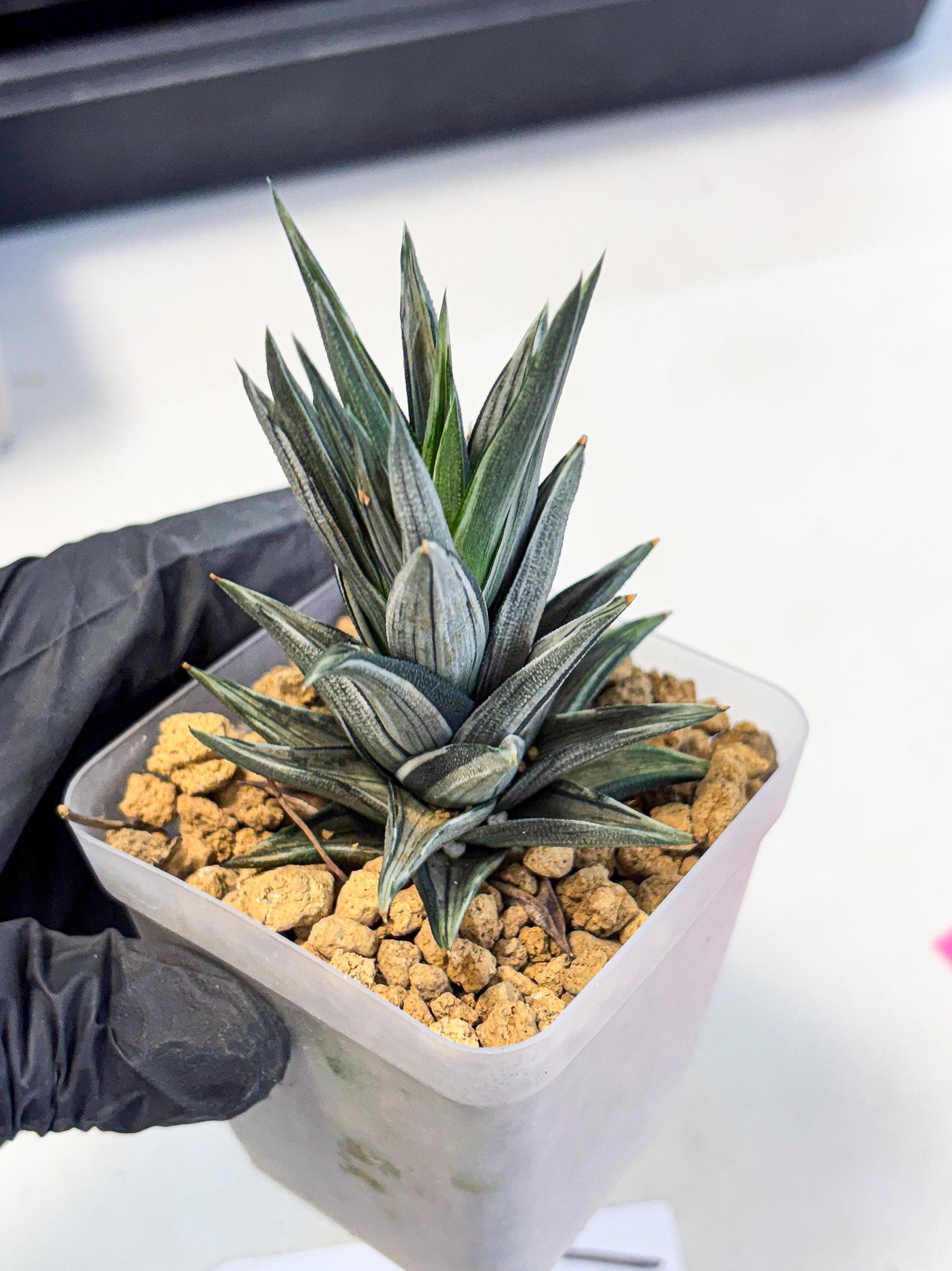 Haworthia Ivory Tower White Var (wa4) (p1) | Rare Succulent