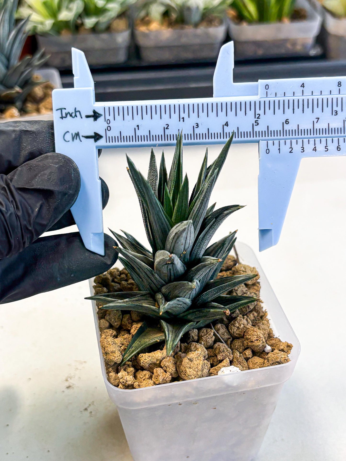 Haworthia Ivory Tower White Var (wa4) (p1) | Rare Succulent