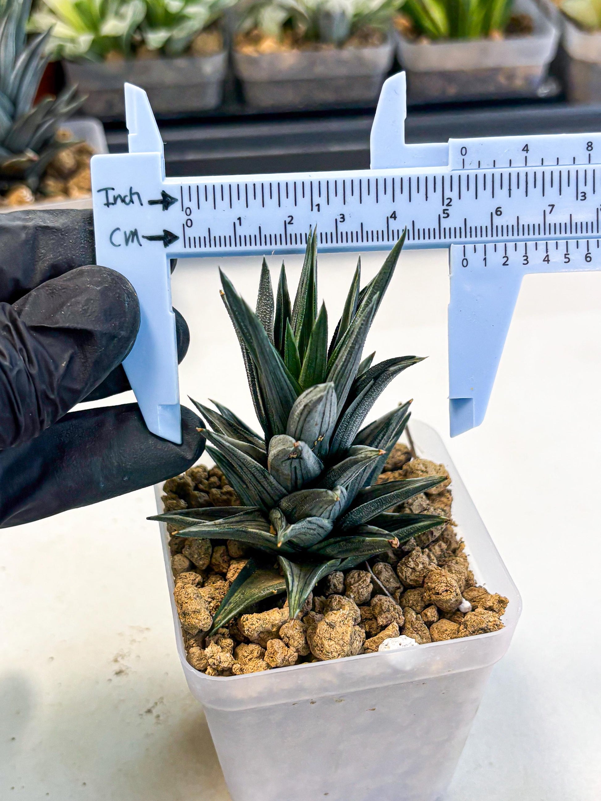Haworthia Ivory Tower White Var (wa4) (p1) | Rare Succulent