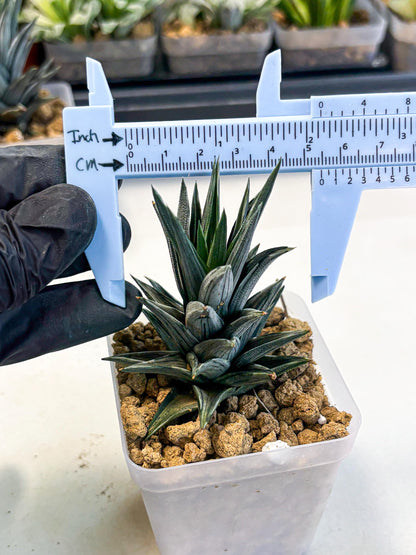 Haworthia Ivory Tower White Var (wa4) (p1) | Rare Succulent
