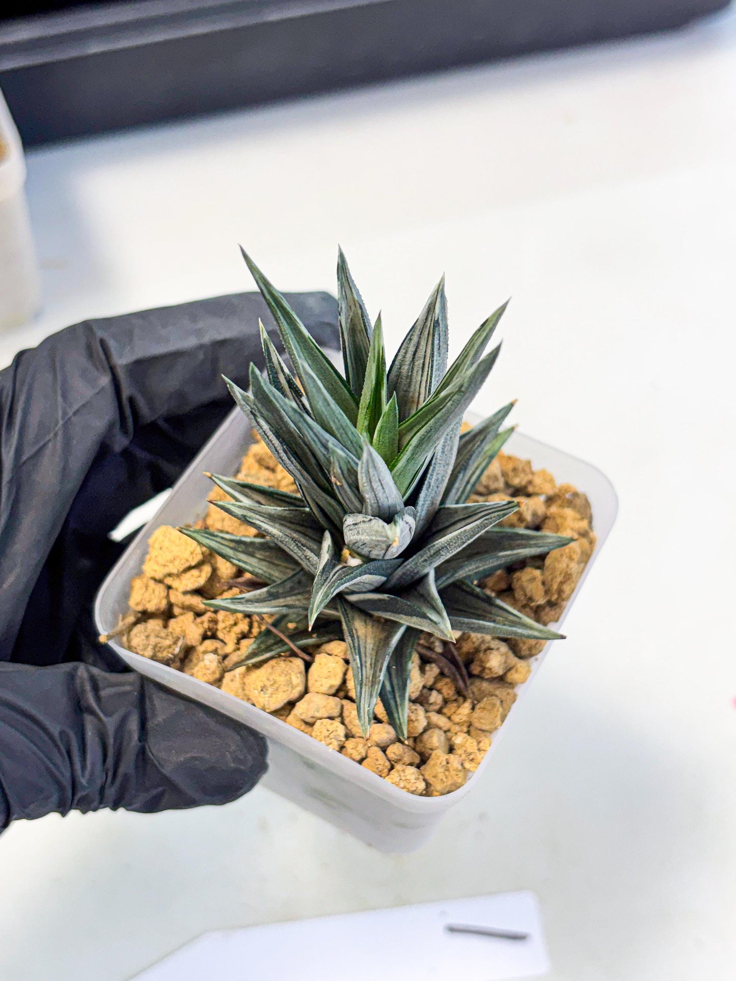 Haworthia Ivory Tower White Var (wa4) (p1) | Rare Succulent