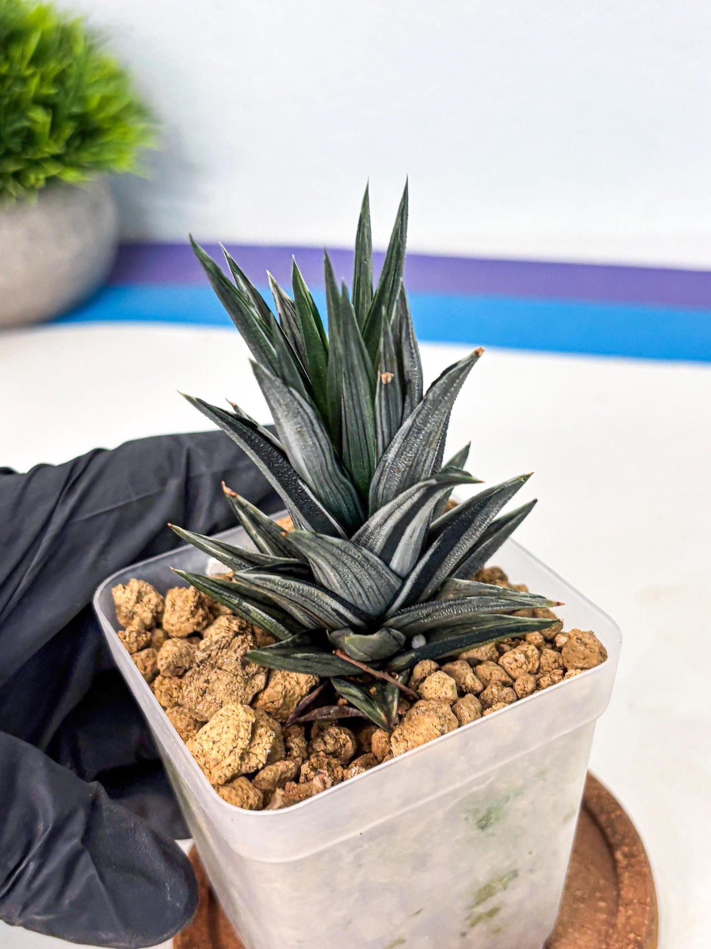 Haworthia Ivory Tower White Var (wa4) (p1) | Rare Succulent