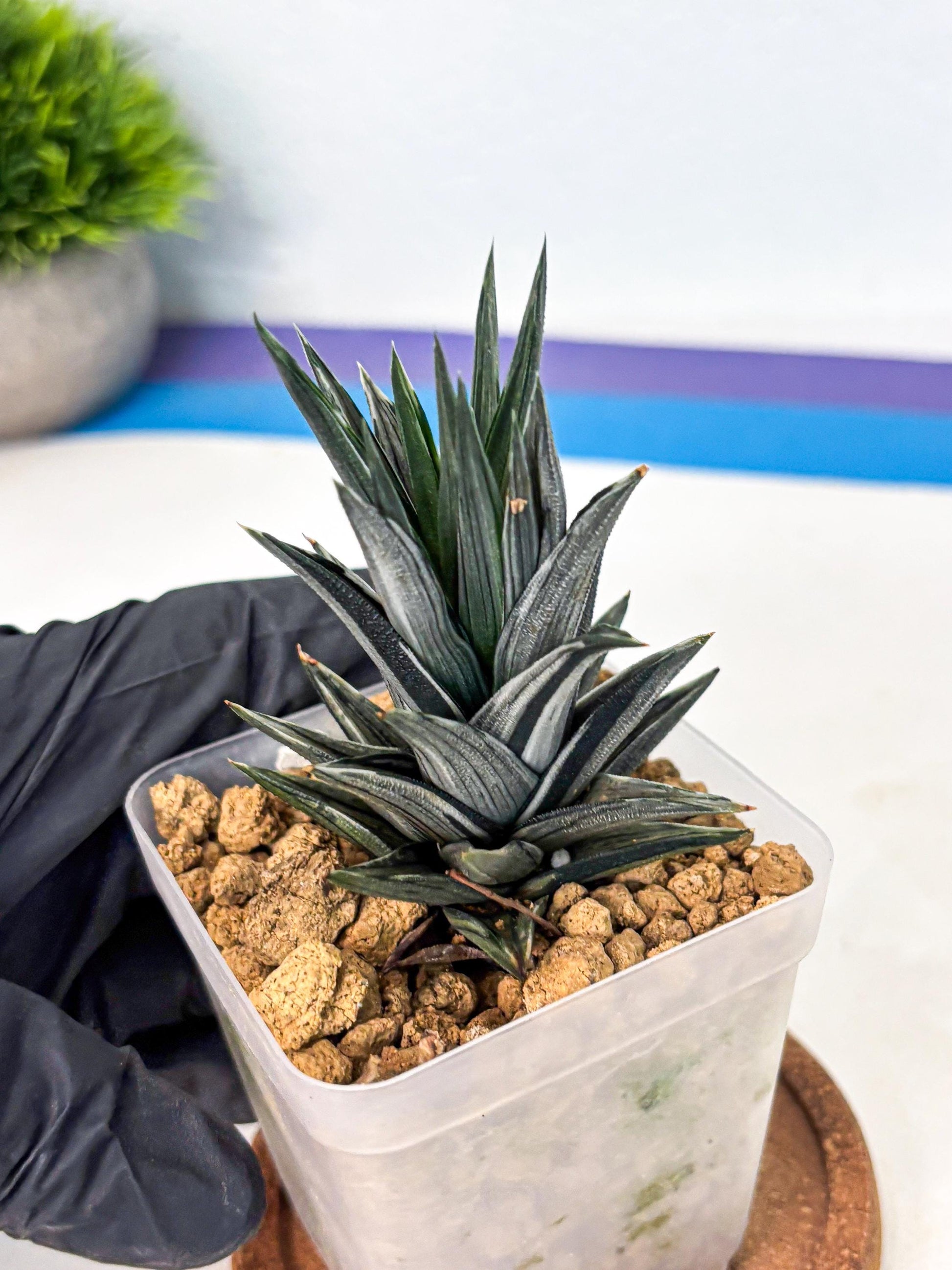 Haworthia Ivory Tower White Var (wa4) (p1) | Rare Succulent