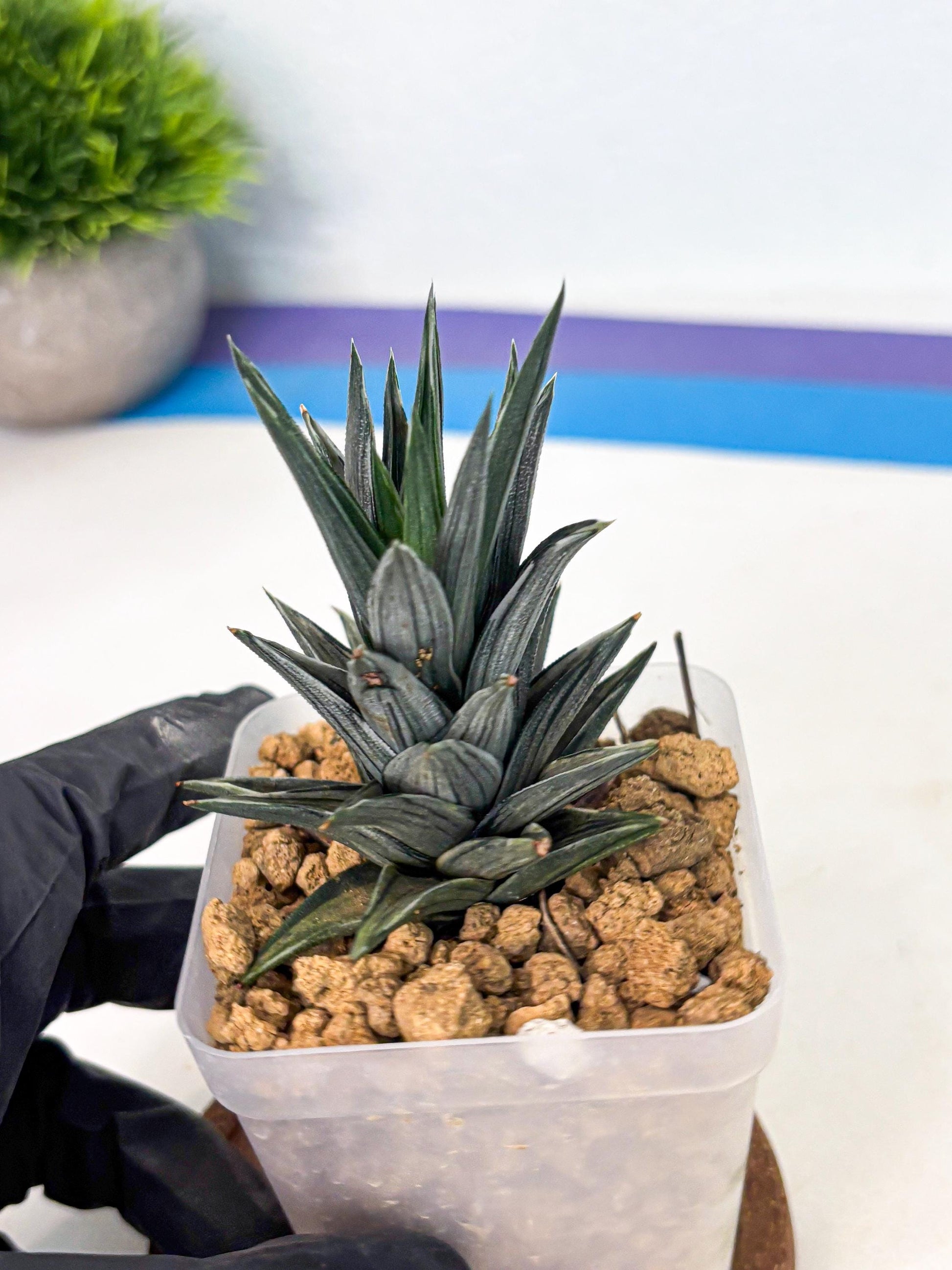 Haworthia Ivory Tower White Var (wa4) (p1) | Rare Succulent