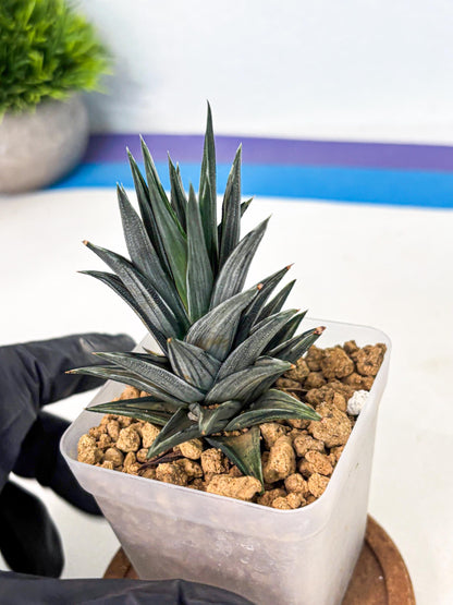 Haworthia Ivory Tower White Var (wa4) (p1) | Rare Succulent