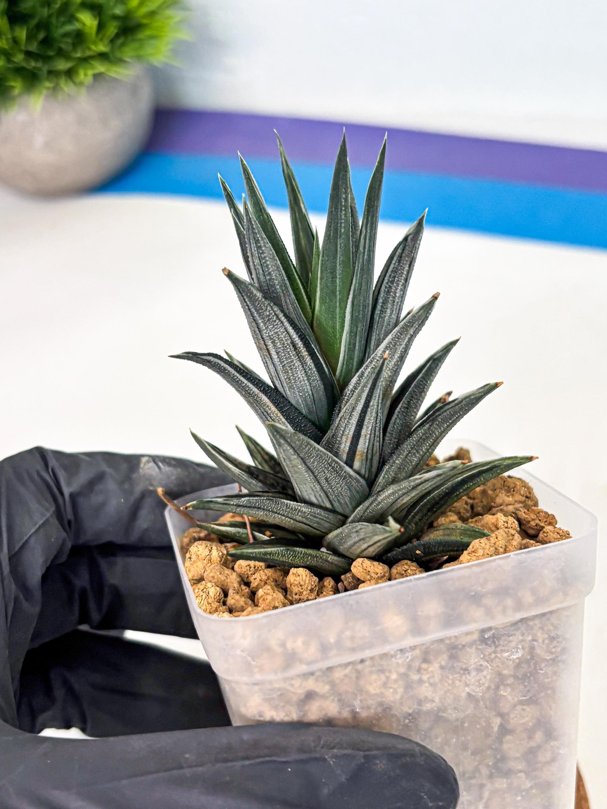 Haworthia Ivory Tower White Var (wa4) (p1) | Rare Succulent