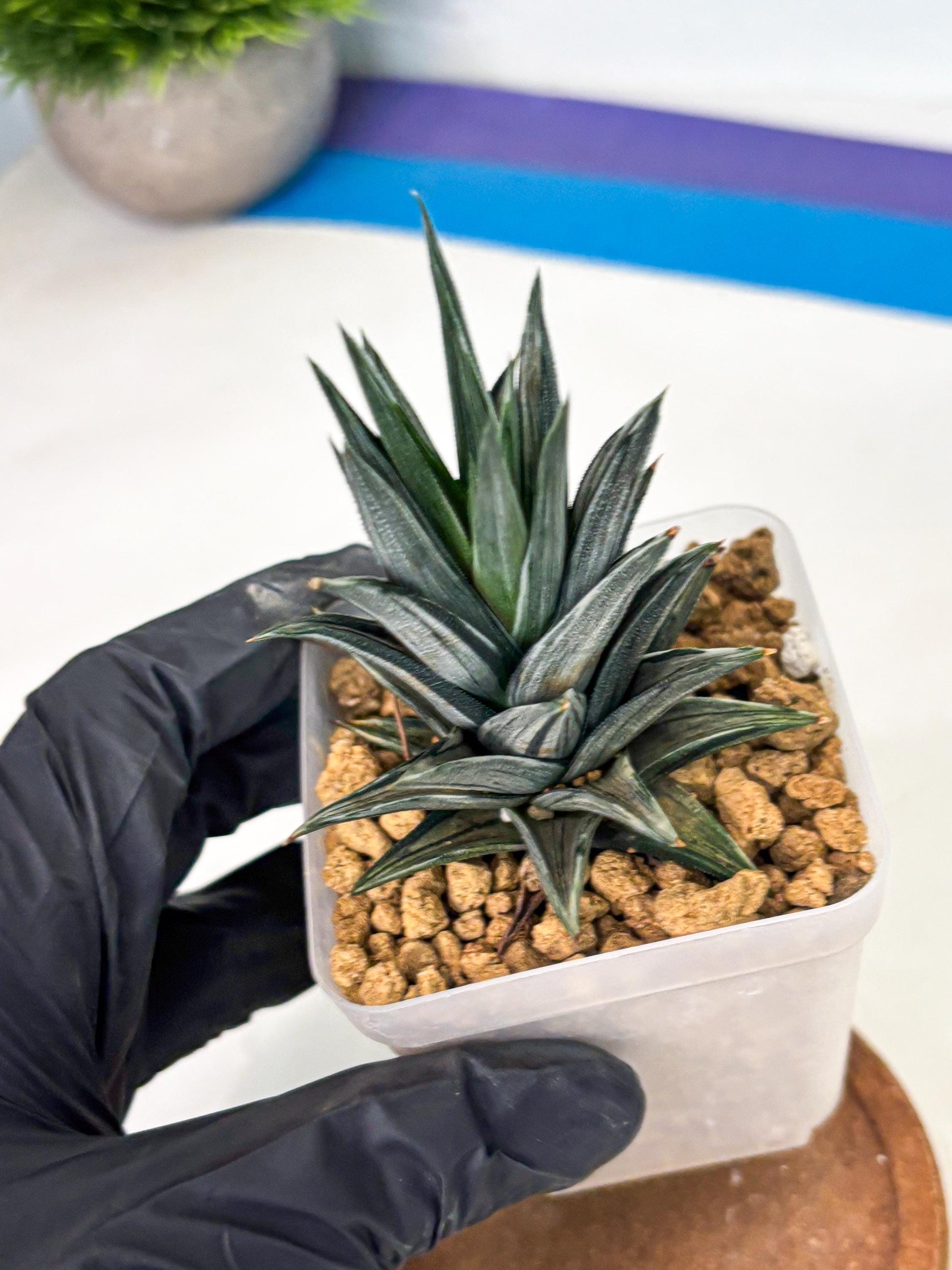 Haworthia Ivory Tower White Var (wa4) (p1) | Rare Succulent