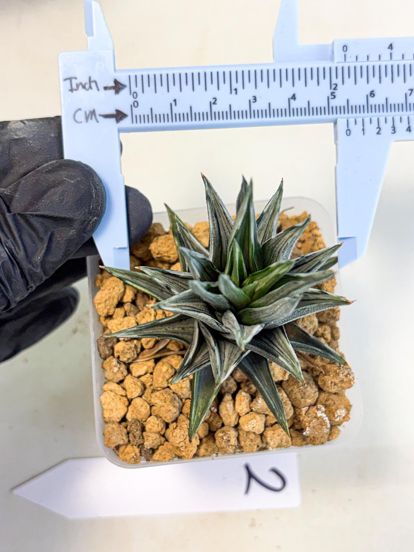 Haworthia Ivory Tower White Var (wa4) (p2) | Rare Succulent
