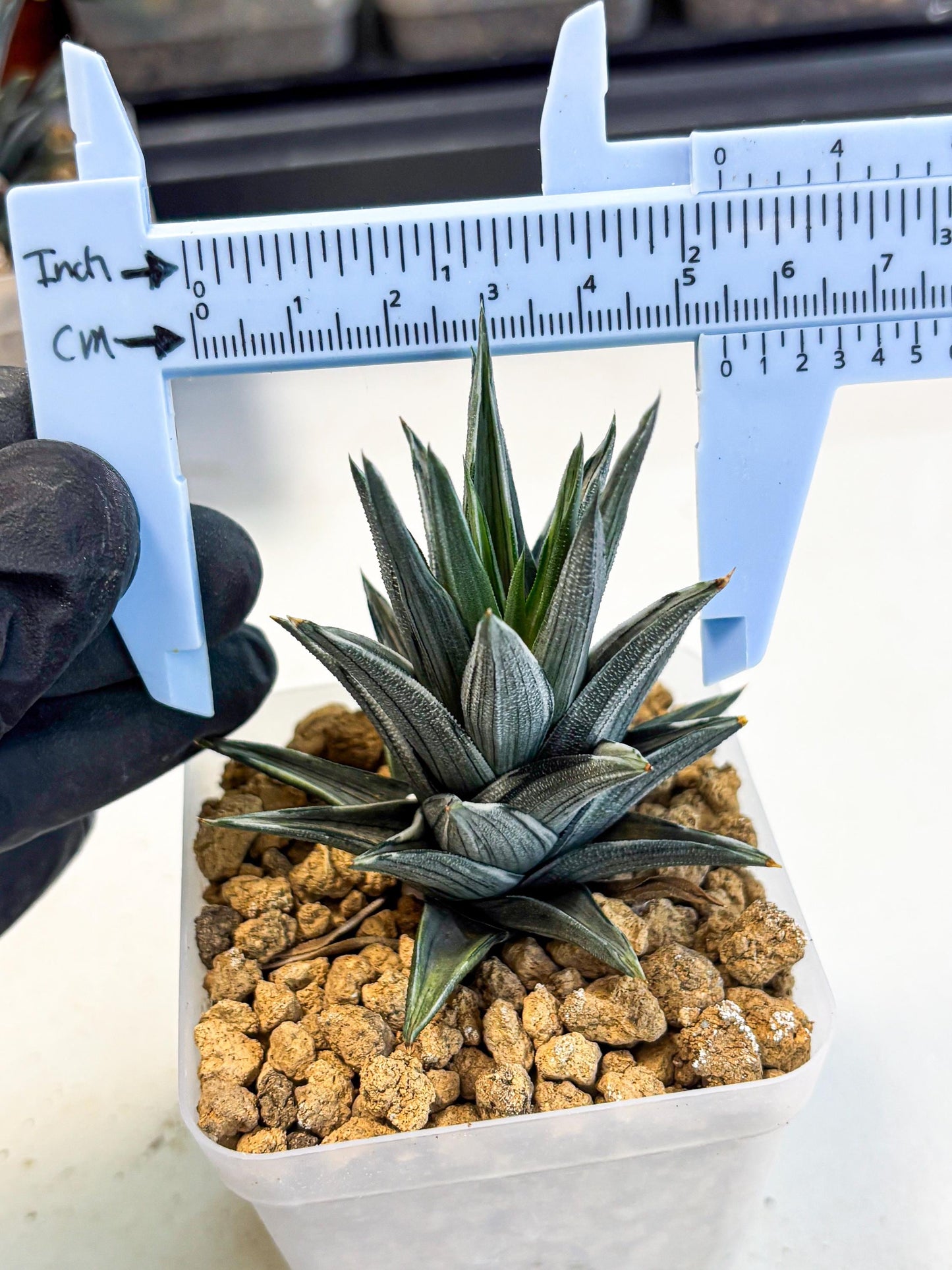 Haworthia Ivory Tower White Var (wa4) (p2) | Rare Succulent