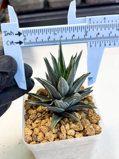 Haworthia Ivory Tower White Var (wa4) (p2) | Rare Succulent
