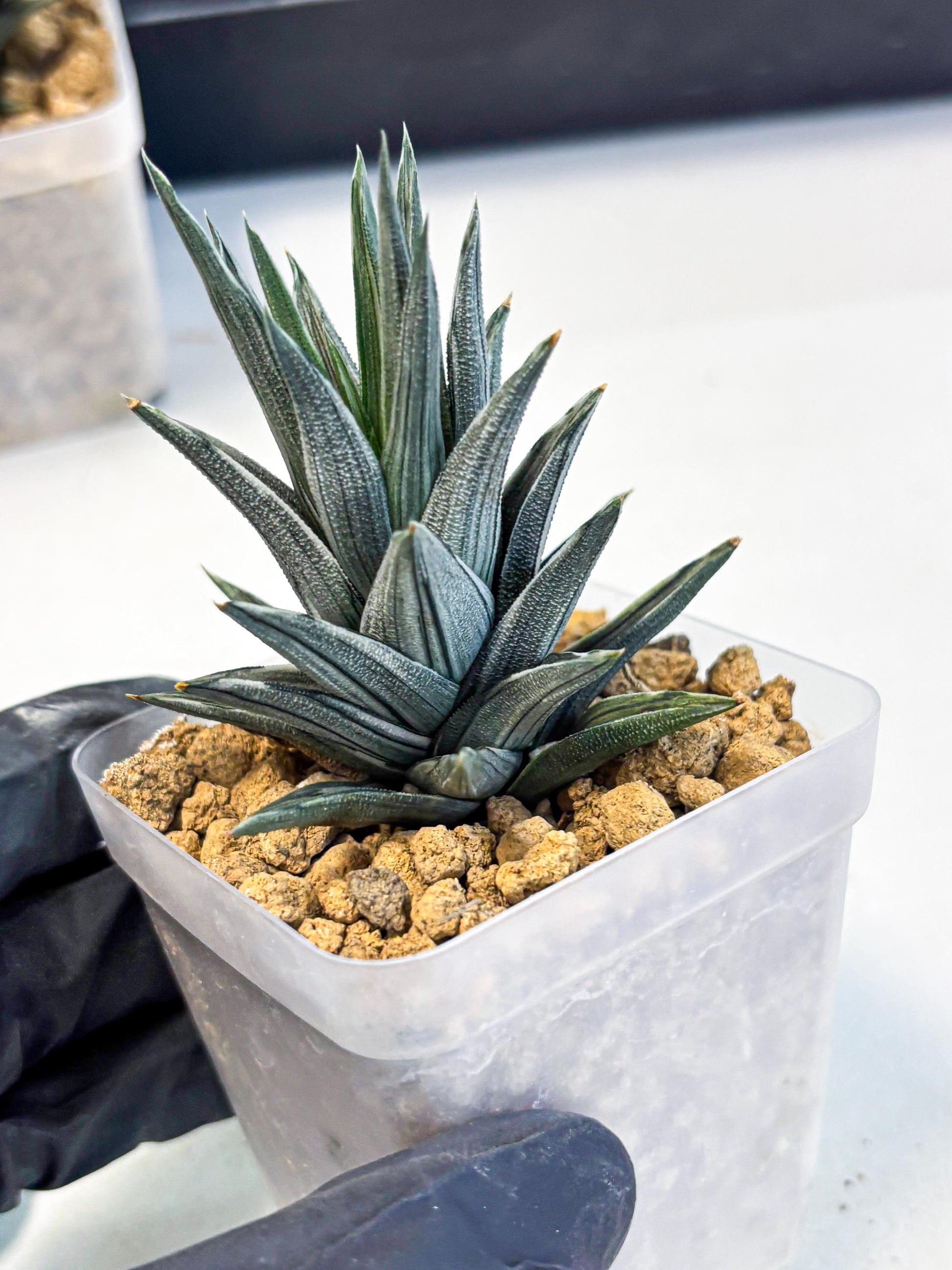 Haworthia Ivory Tower White Var (wa4) (p2) | Rare Succulent