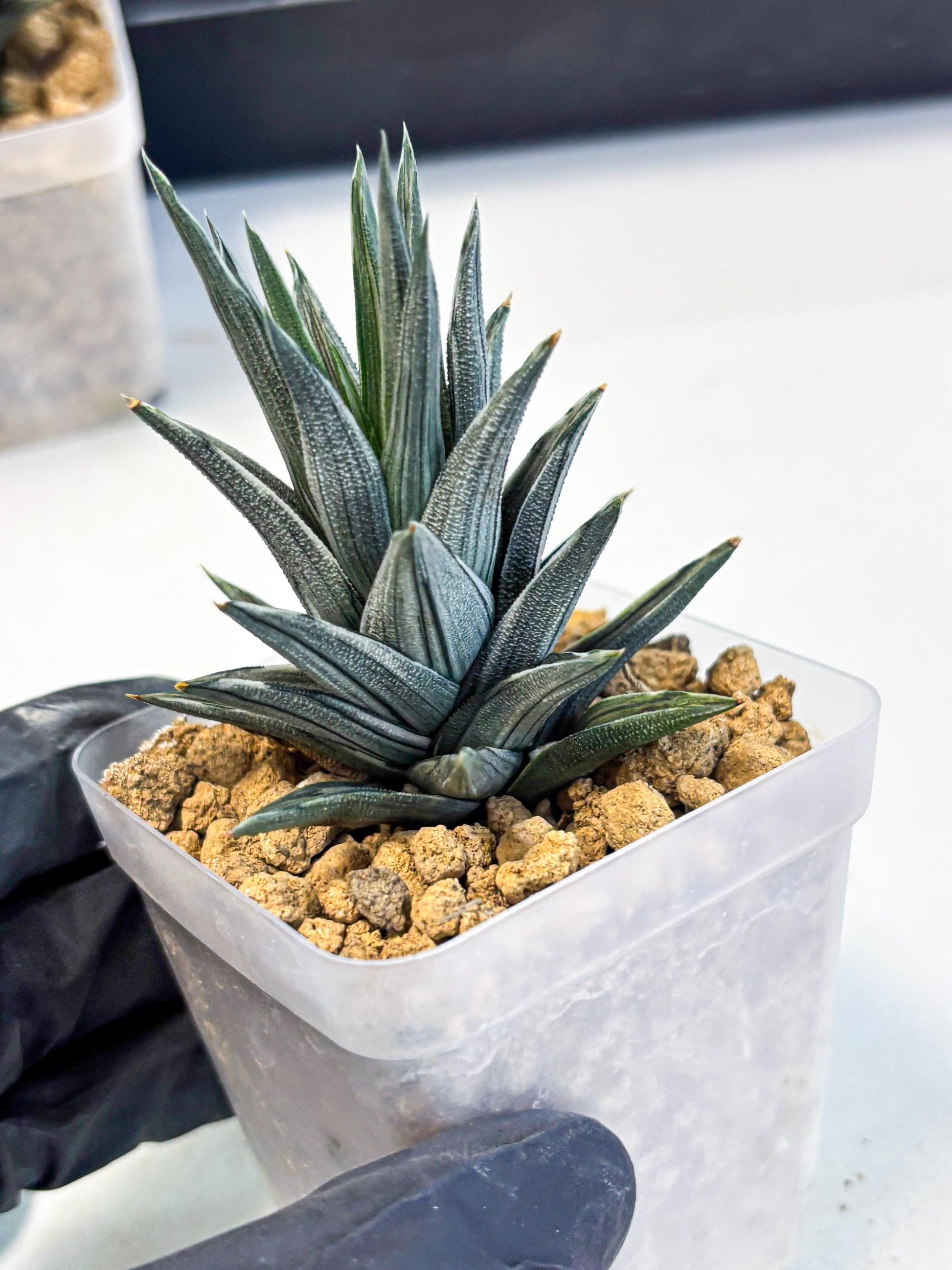 Haworthia Ivory Tower White Var (wa4) (p2) | Rare Succulent