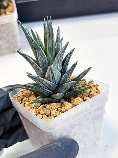 Haworthia Ivory Tower White Var (wa4) (p2) | Rare Succulent