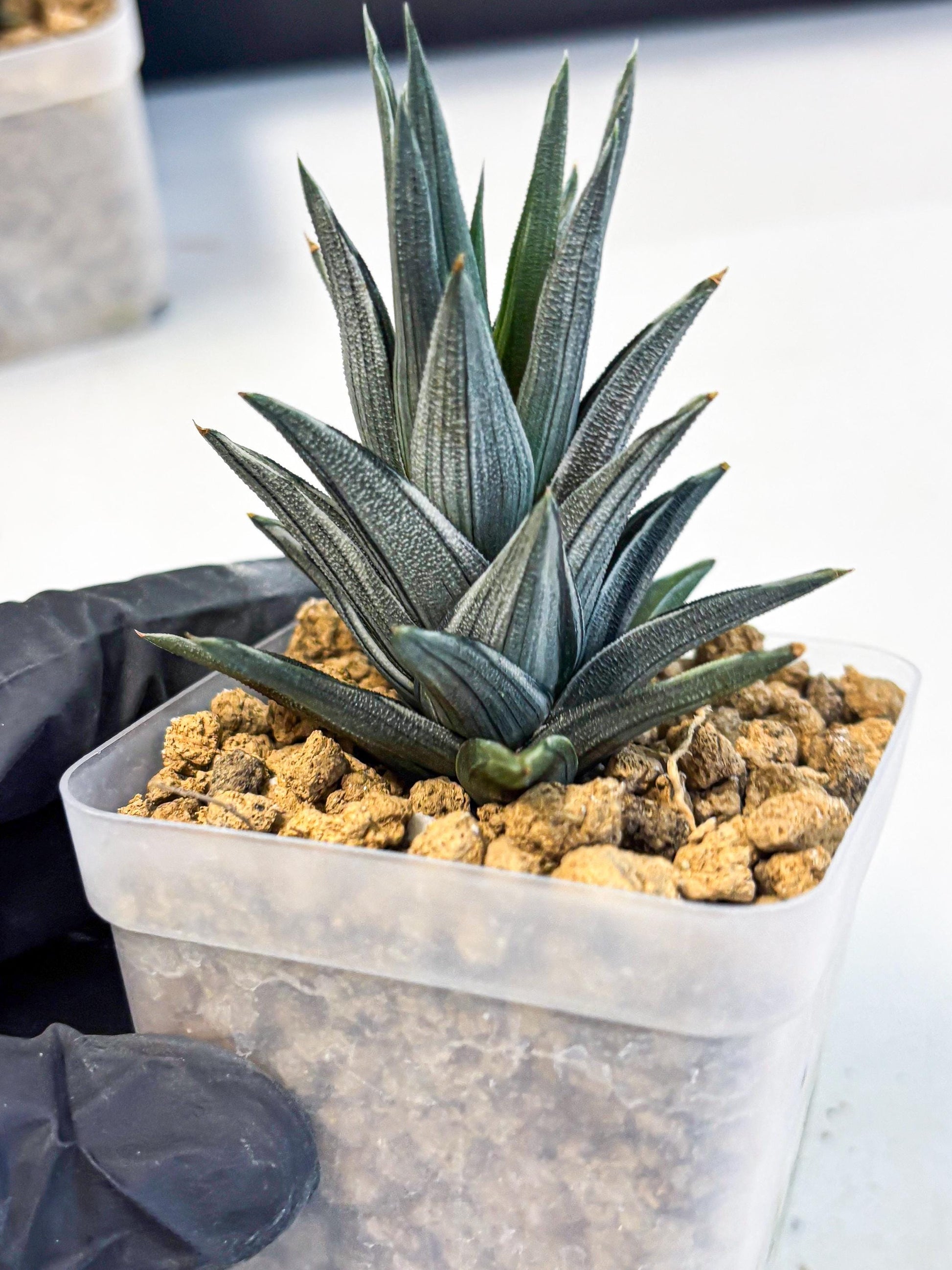 Haworthia Ivory Tower White Var (wa4) (p2) | Rare Succulent