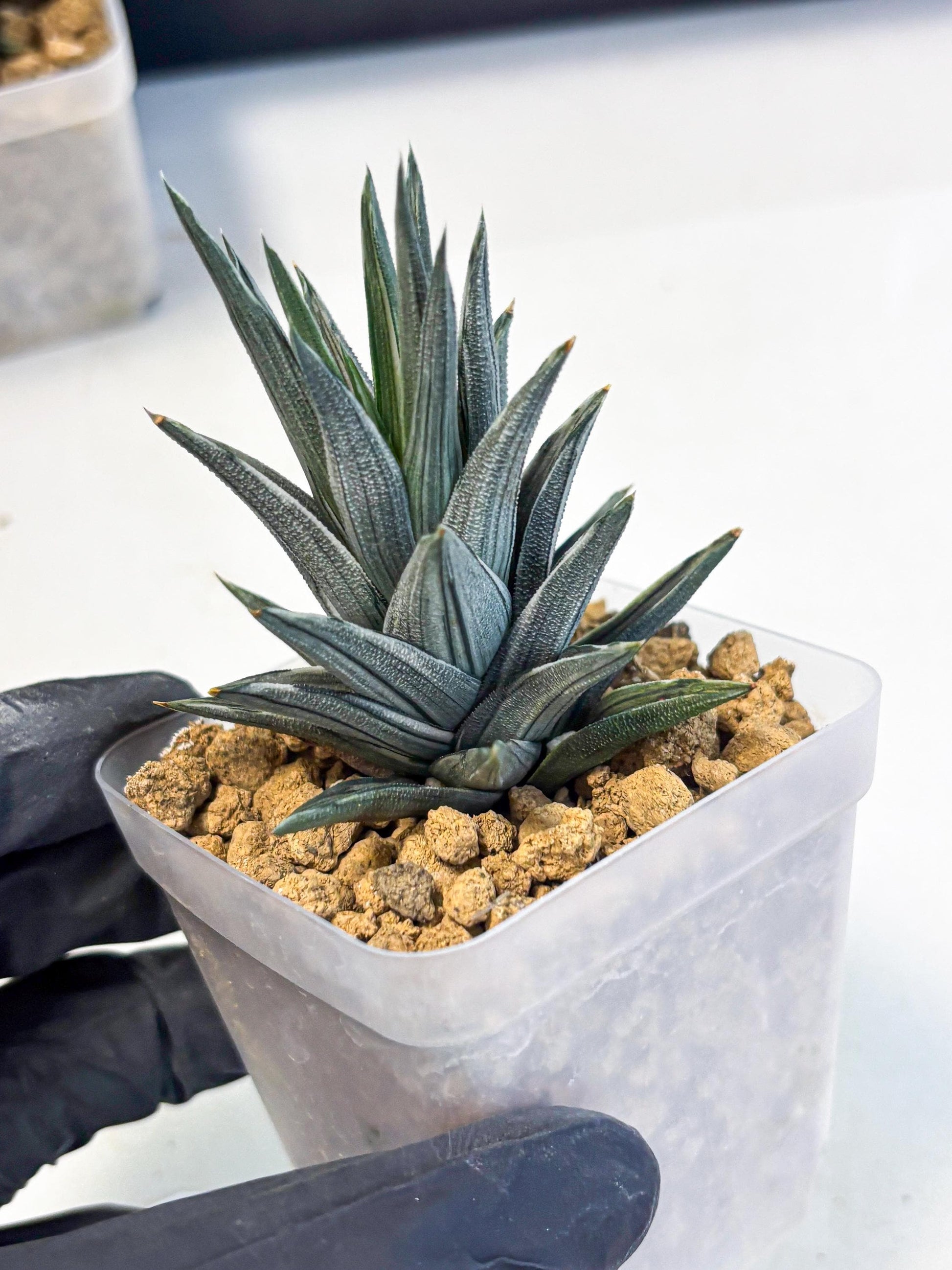 Haworthia Ivory Tower White Var (wa4) (p2) | Rare Succulent