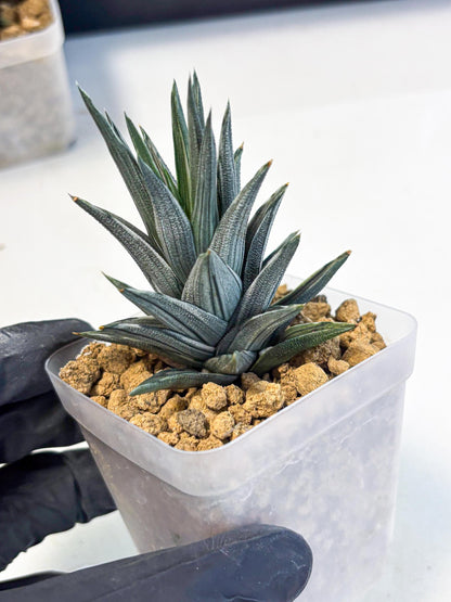Haworthia Ivory Tower White Var (wa4) (p2) | Rare Succulent