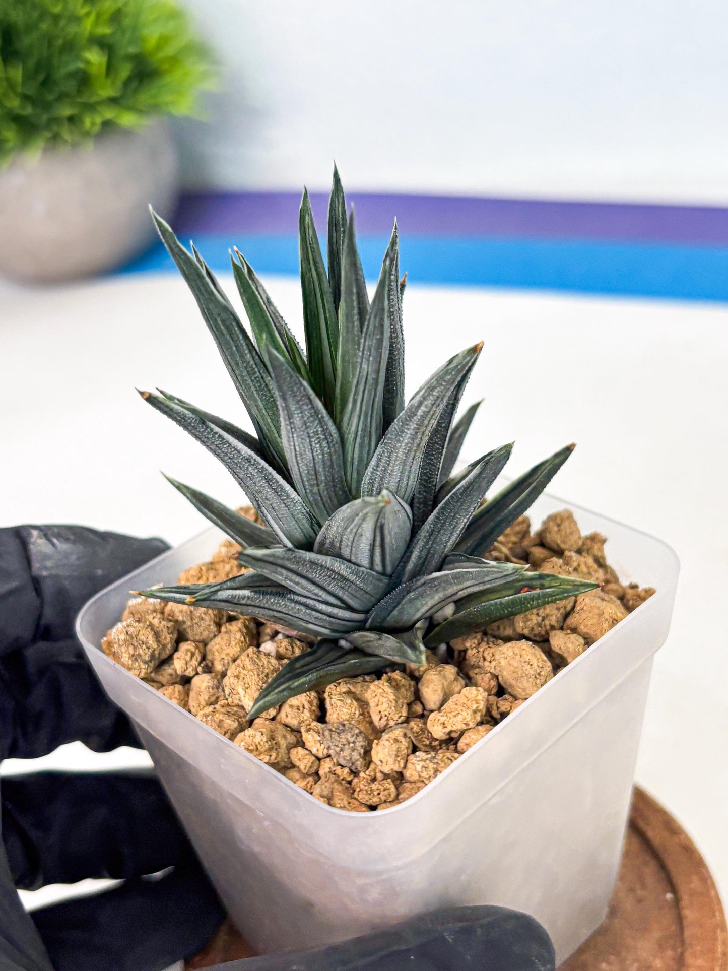 Haworthia Ivory Tower White Var (wa4) (p2) | Rare Succulent