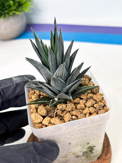 Haworthia Ivory Tower White Var (wa4) (p2) | Rare Succulent