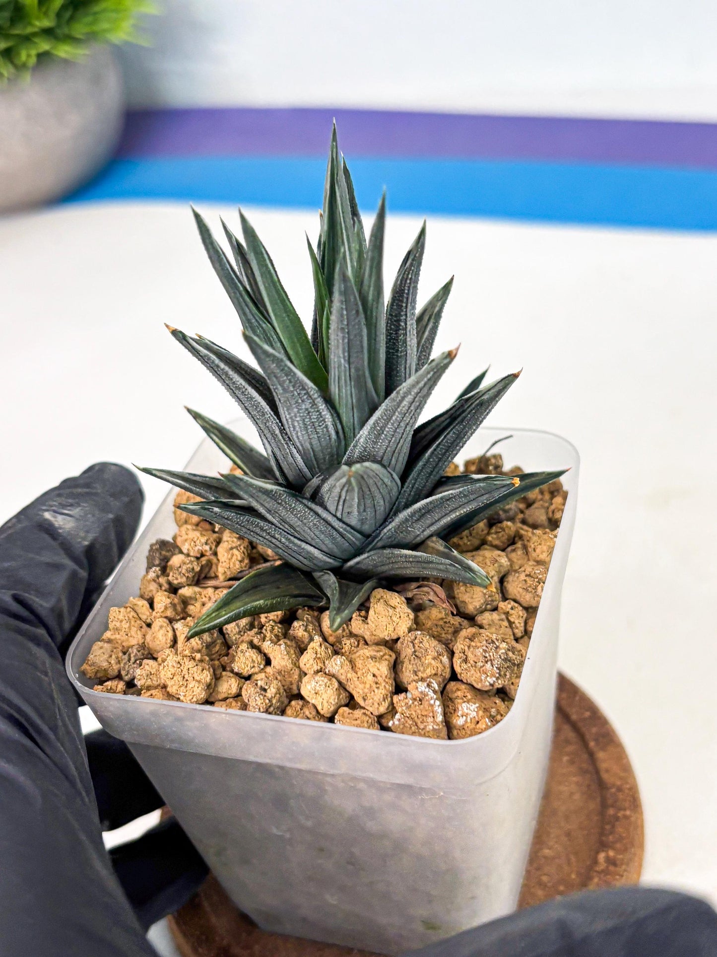 Haworthia Ivory Tower White Var (wa4) (p2) | Rare Succulent