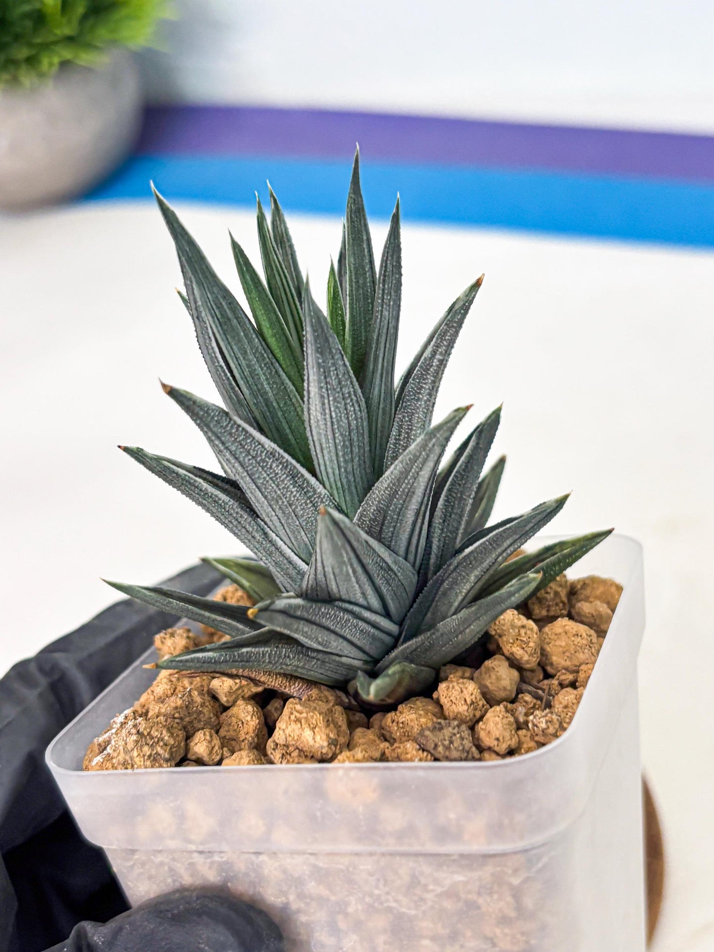 Haworthia Ivory Tower White Var (wa4) (p2) | Rare Succulent