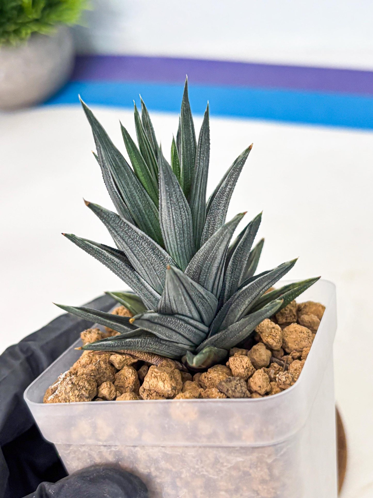 Haworthia Ivory Tower White Var (wa4) (p2) | Rare Succulent
