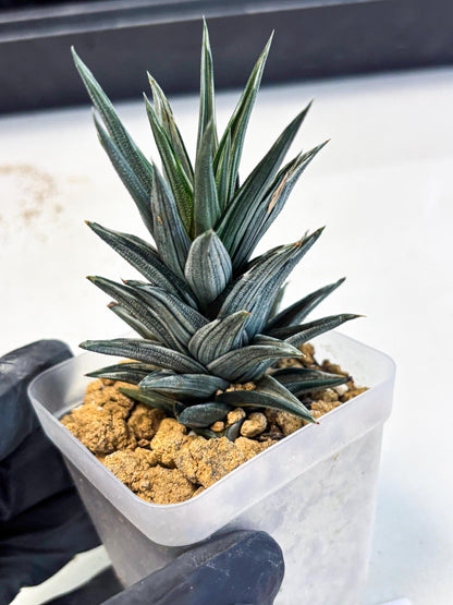 Haworthia Ivory Tower White Var (wa4) (p3) | Rare Succulent