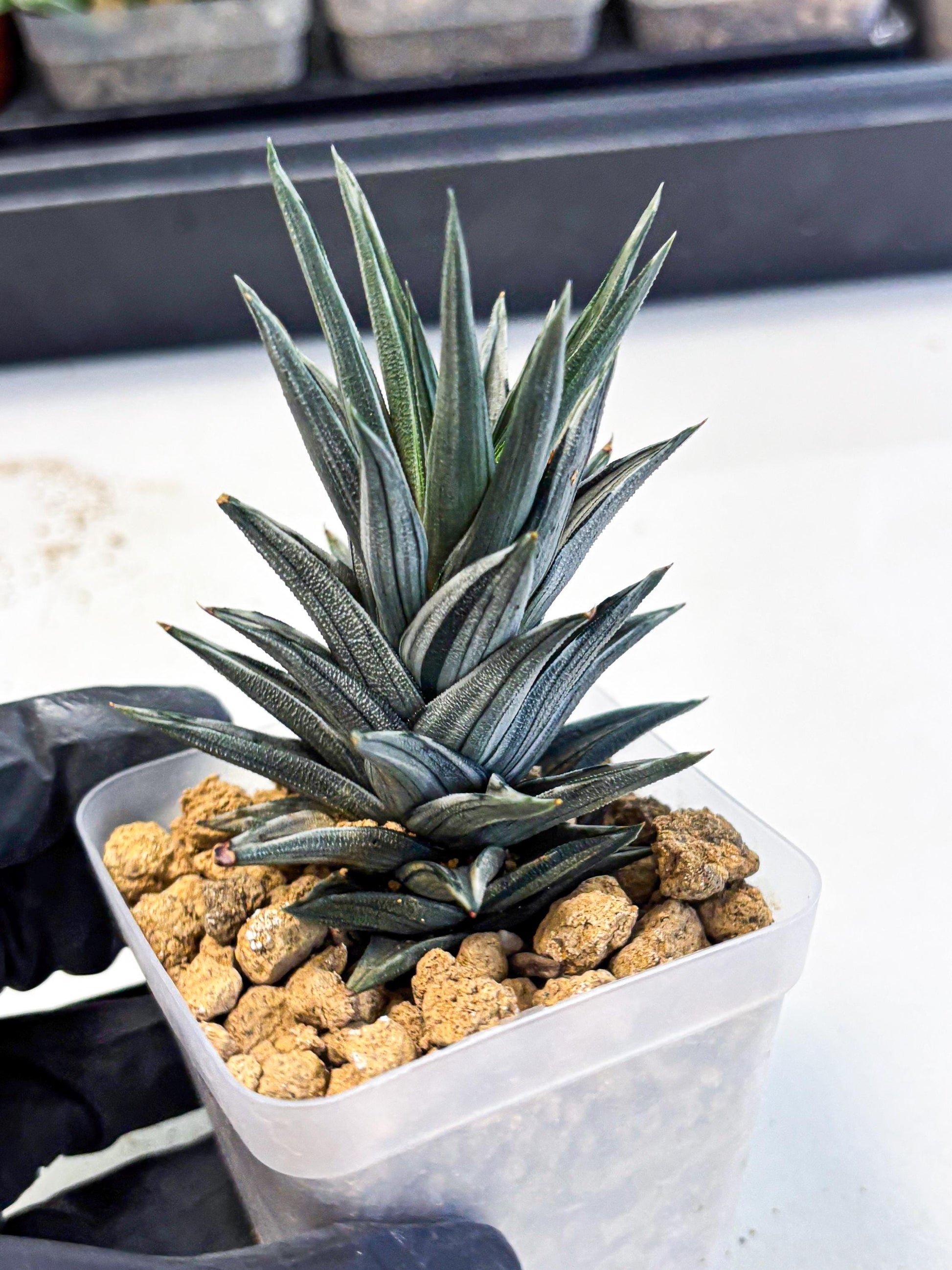 Haworthia Ivory Tower White Var (wa4) (p3) | Rare Succulent