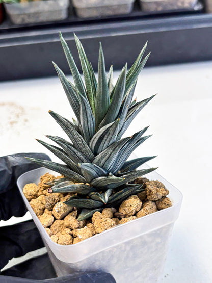 Haworthia Ivory Tower White Var (wa4) (p3) | Rare Succulent