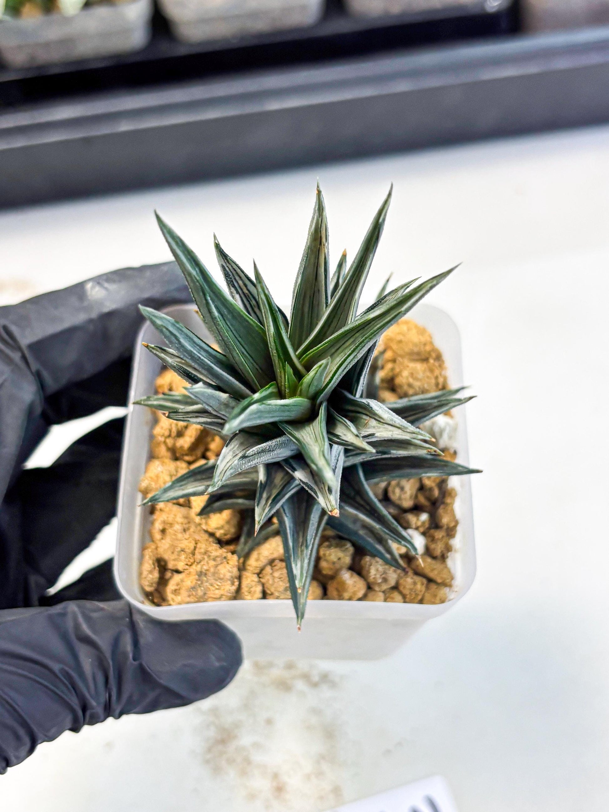 Haworthia Ivory Tower White Var (wa4) (p3) | Rare Succulent