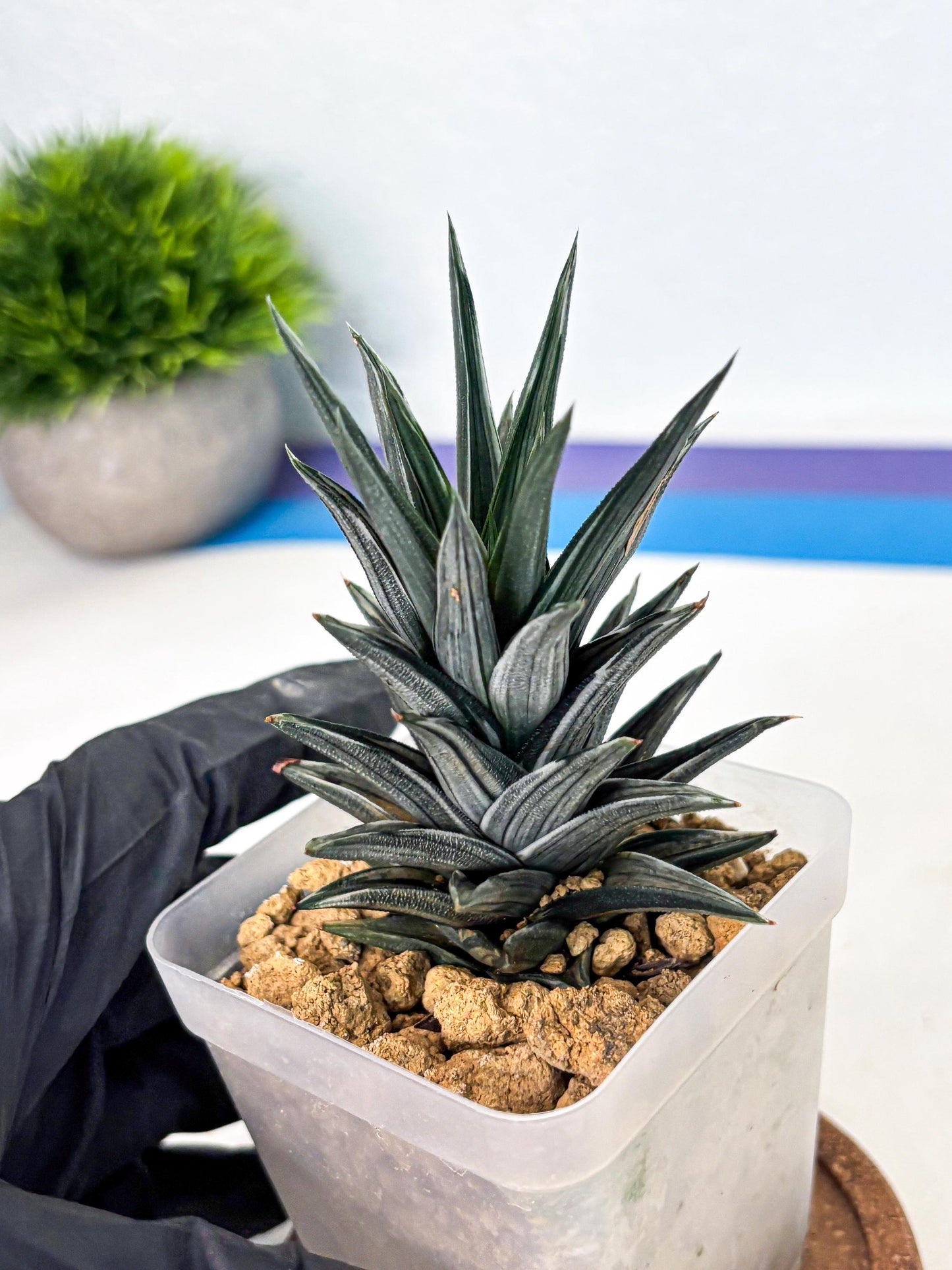 Haworthia Ivory Tower White Var (wa4) (p3) | Rare Succulent