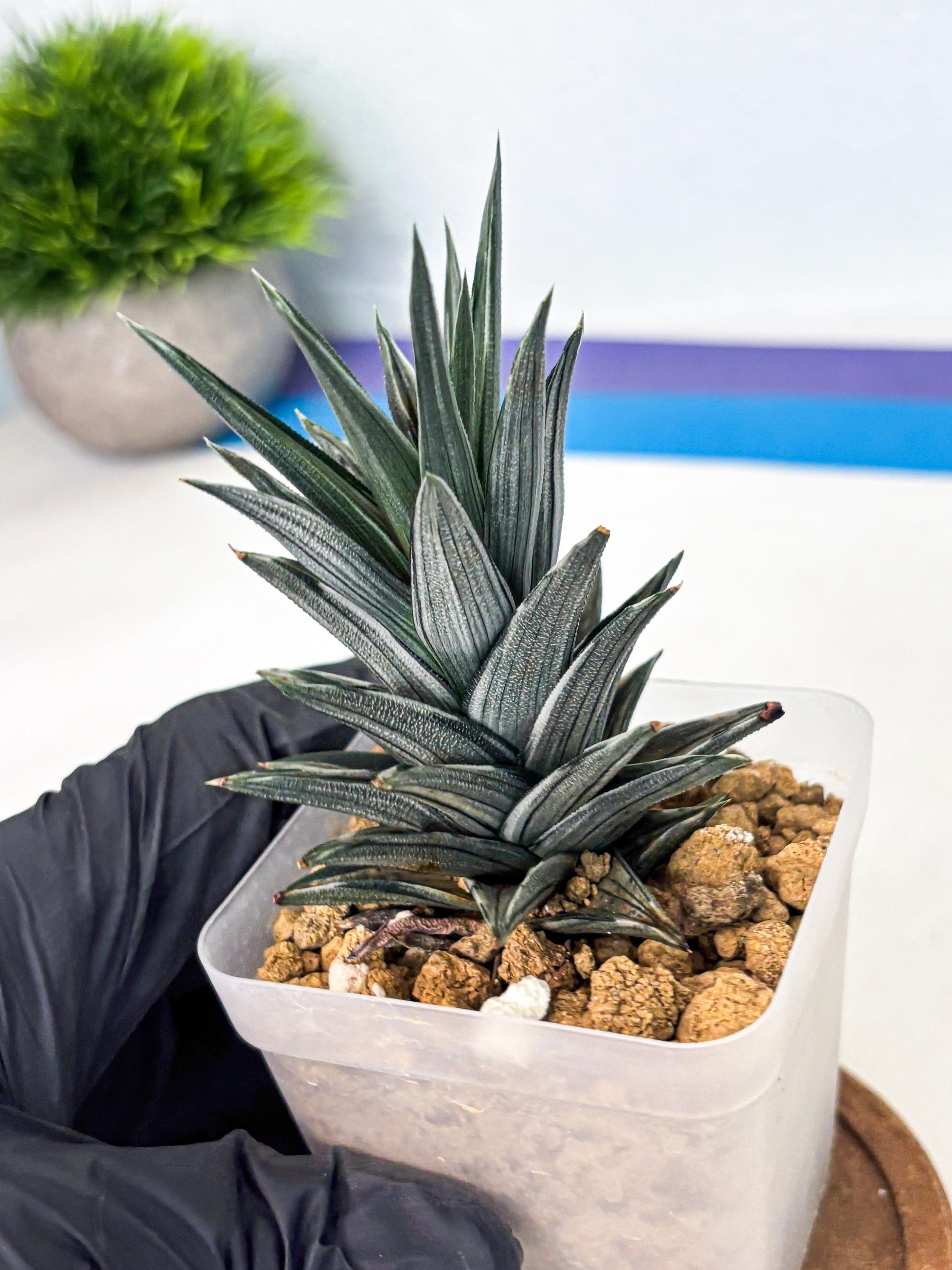 Haworthia Ivory Tower White Var (wa4) (p3) | Rare Succulent