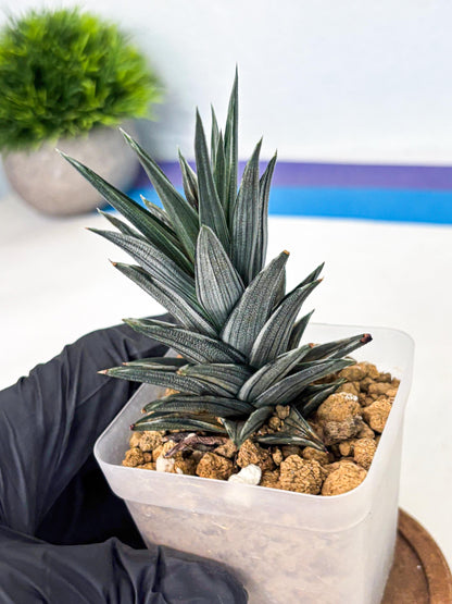 Haworthia Ivory Tower White Var (wa4) (p3) | Rare Succulent