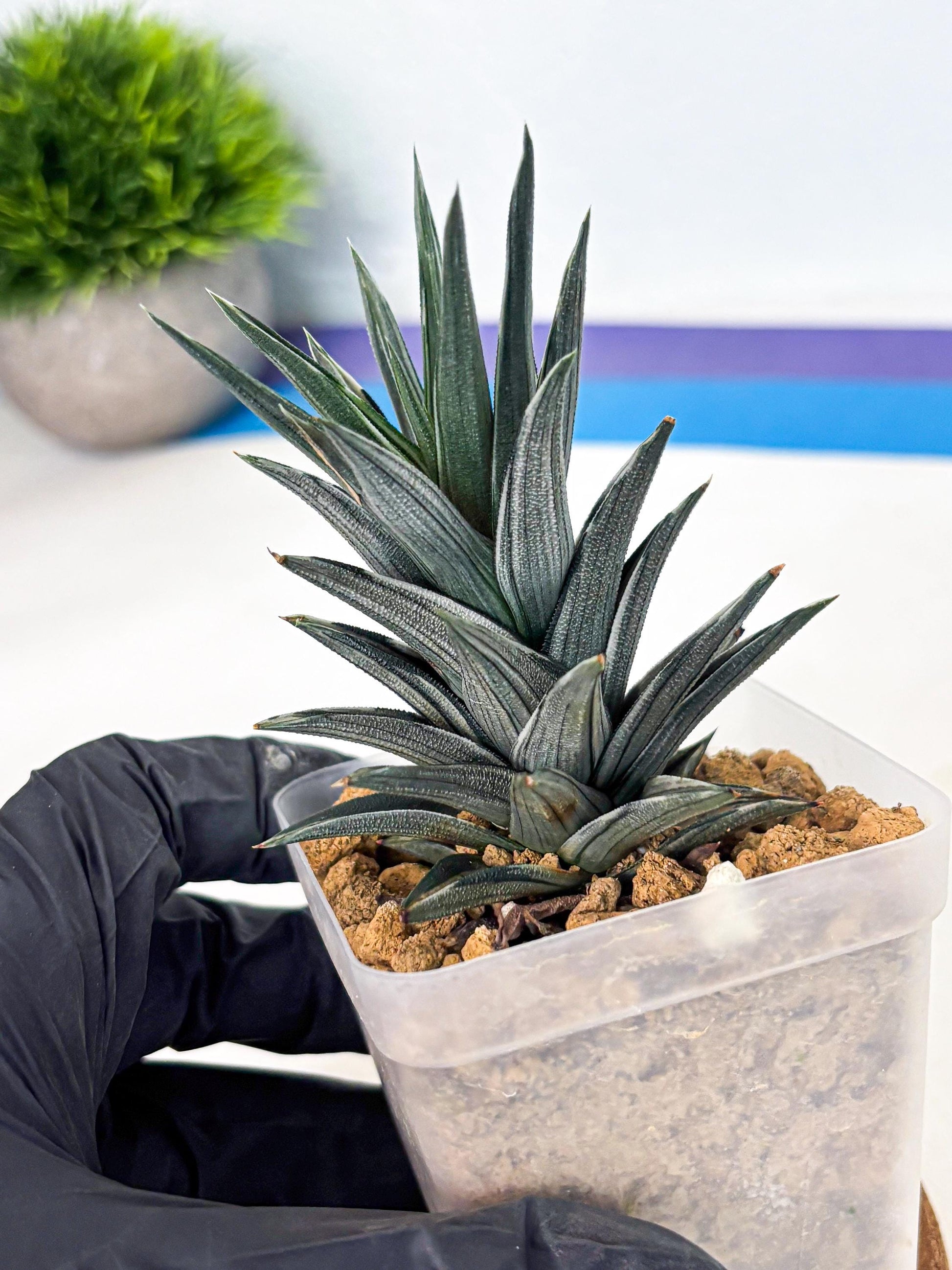Haworthia Ivory Tower White Var (wa4) (p3) | Rare Succulent