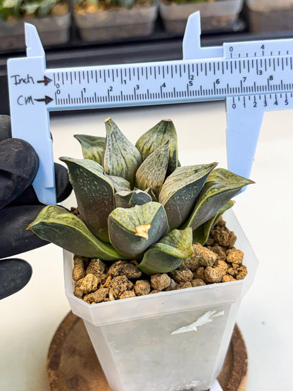 Haworthia Stabilo (wa4) (p4) | Rare Succulent