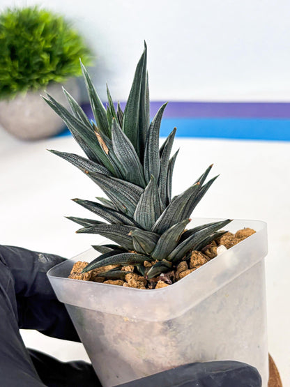 Haworthia Ivory Tower White Var (wa4) (p3) | Rare Succulent