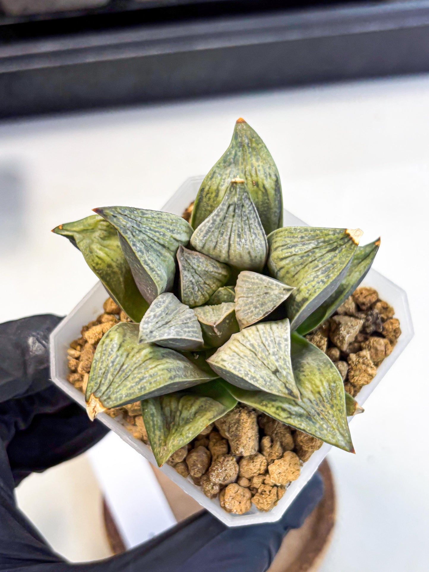 Haworthia Stabilo (wa4) (p4) | Rare Succulent