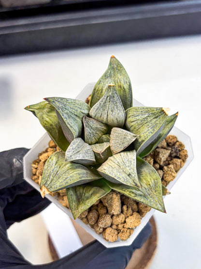 Haworthia Stabilo (wa4) (p4) | Rare Succulent