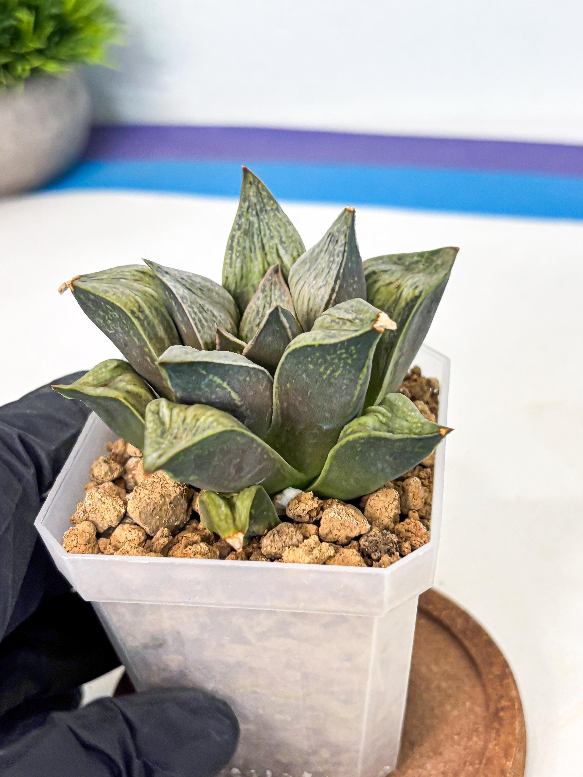 Haworthia Stabilo (wa4) (p4) | Rare Succulent