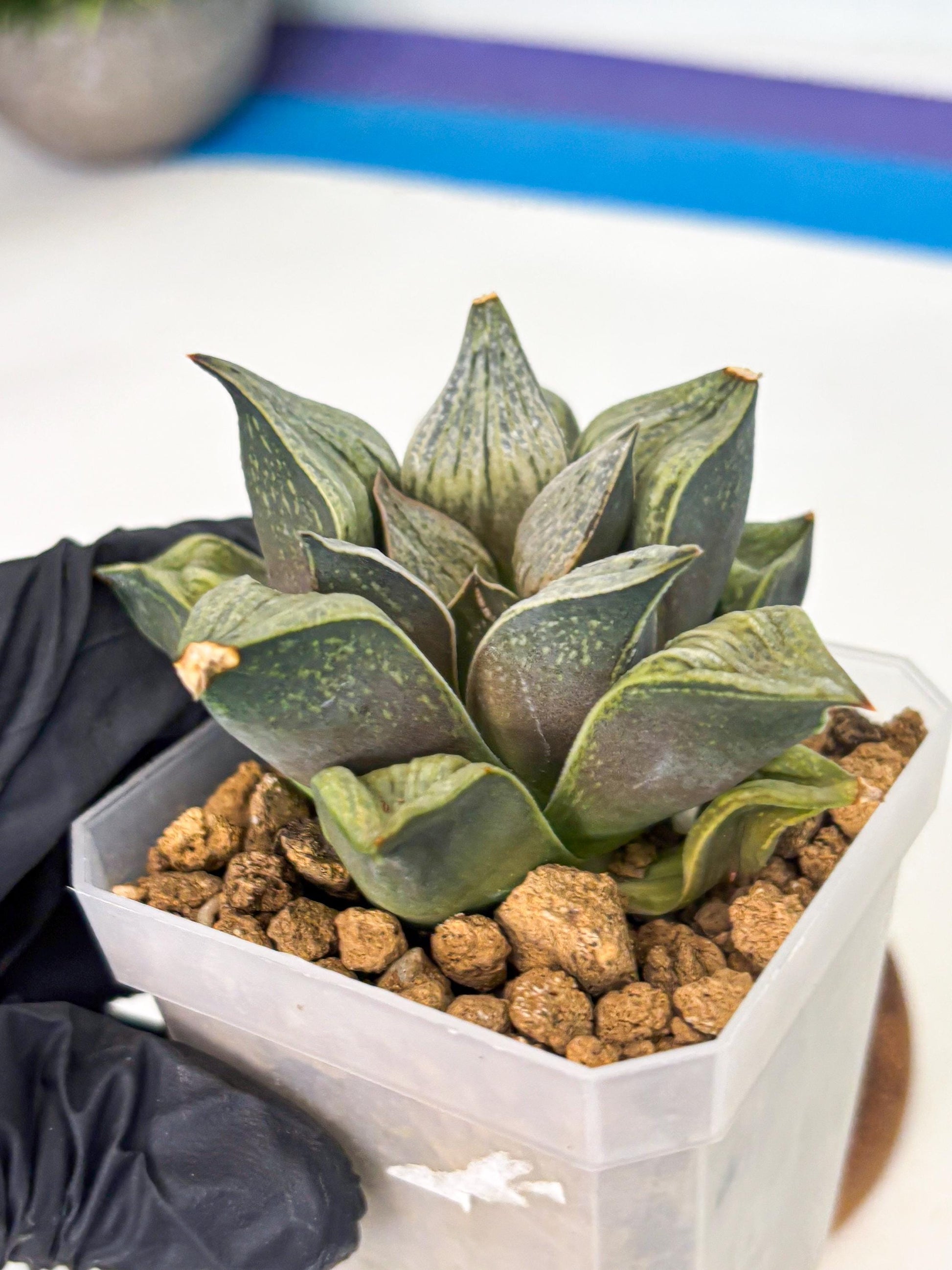 Haworthia Stabilo (wa4) (p4) | Rare Succulent