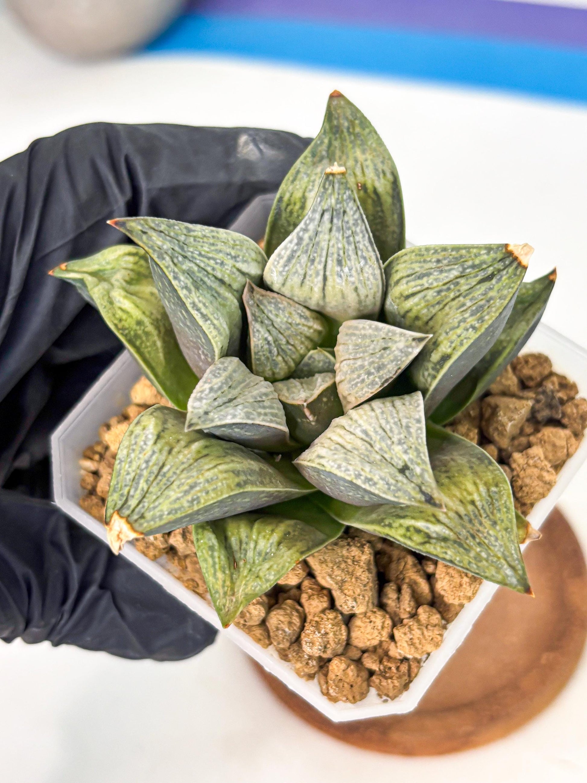 Haworthia Stabilo (wa4) (p4) | Rare Succulent