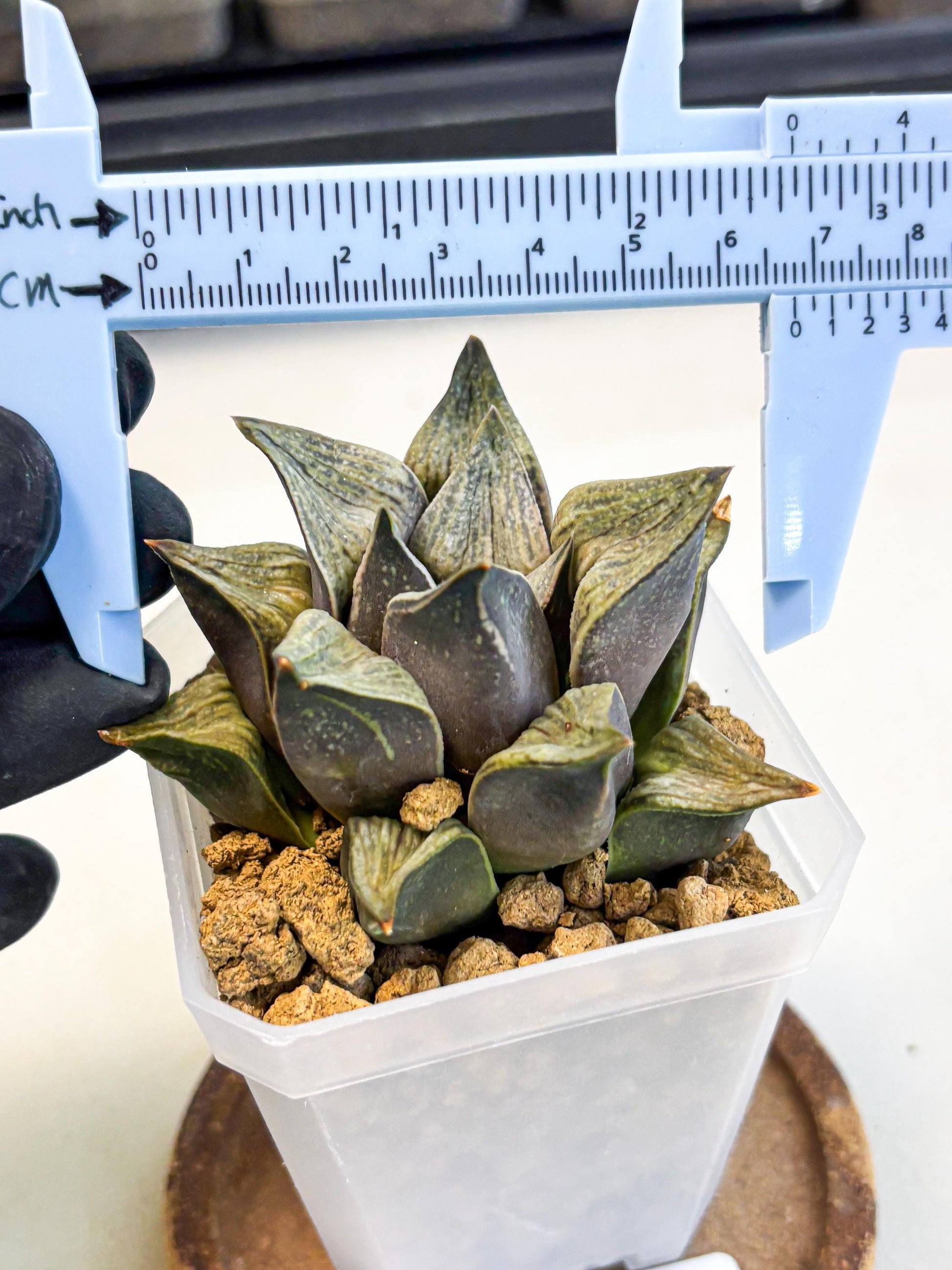 Haworthia Stabilo (wa4) (p5) | Rare Succulent