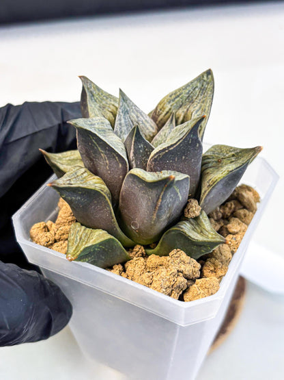 Haworthia Stabilo (wa4) (p5) | Rare Succulent