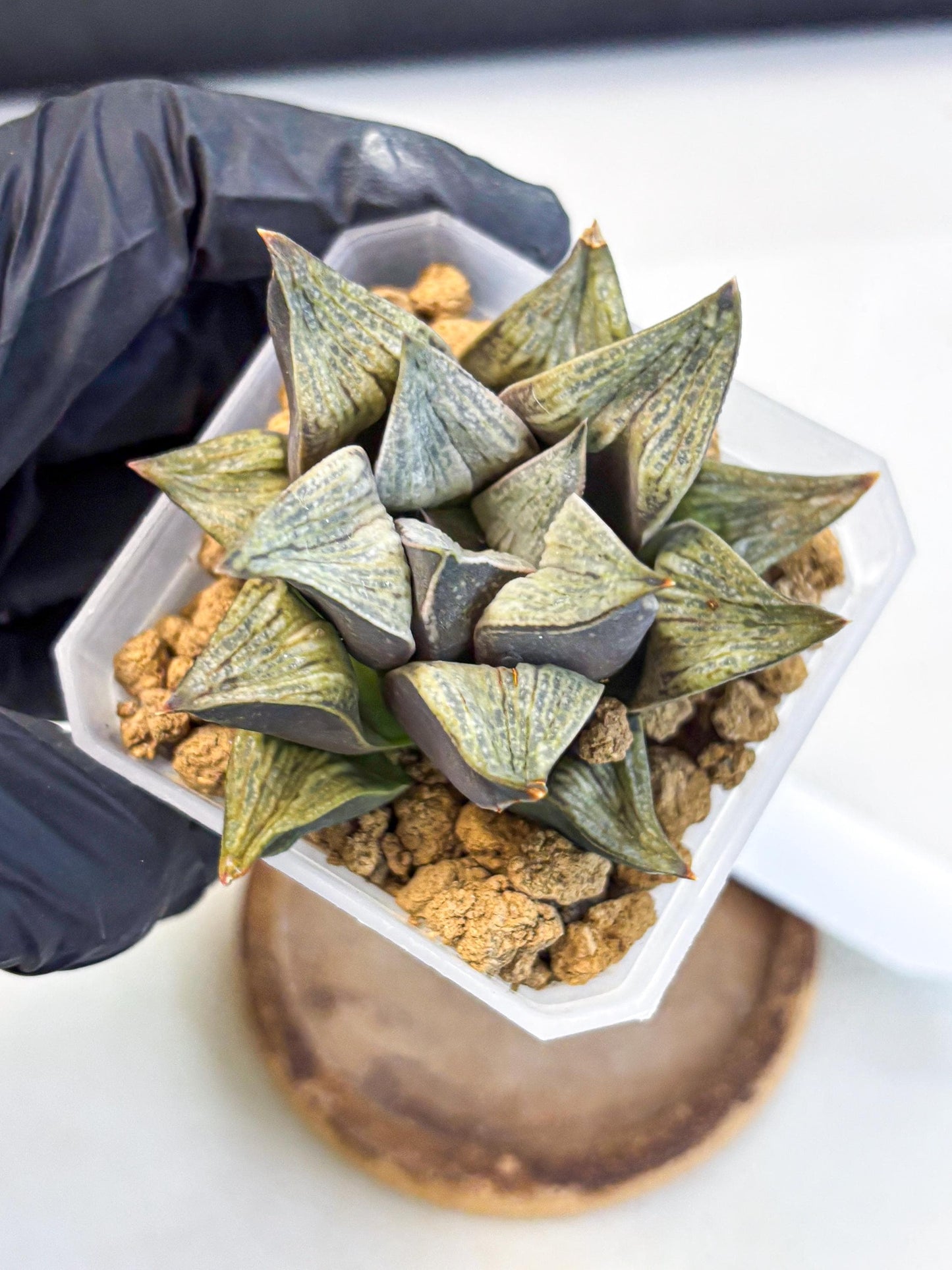 Haworthia Stabilo (wa4) (p5) | Rare Succulent