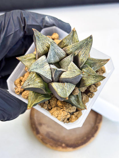 Haworthia Stabilo (wa4) (p5) | Rare Succulent