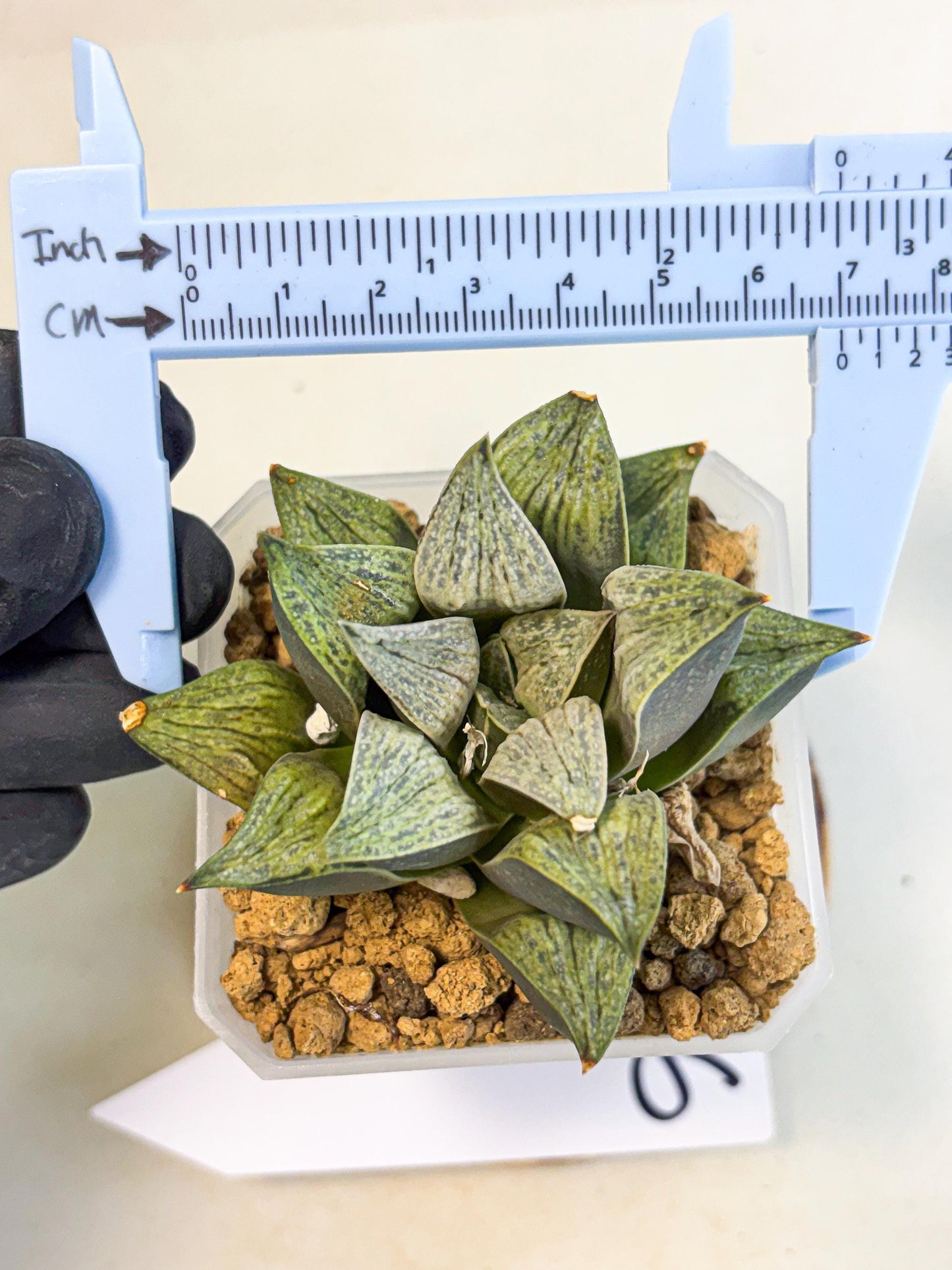 Haworthia Stabilo (wa4) (p6) | Rare Succulent