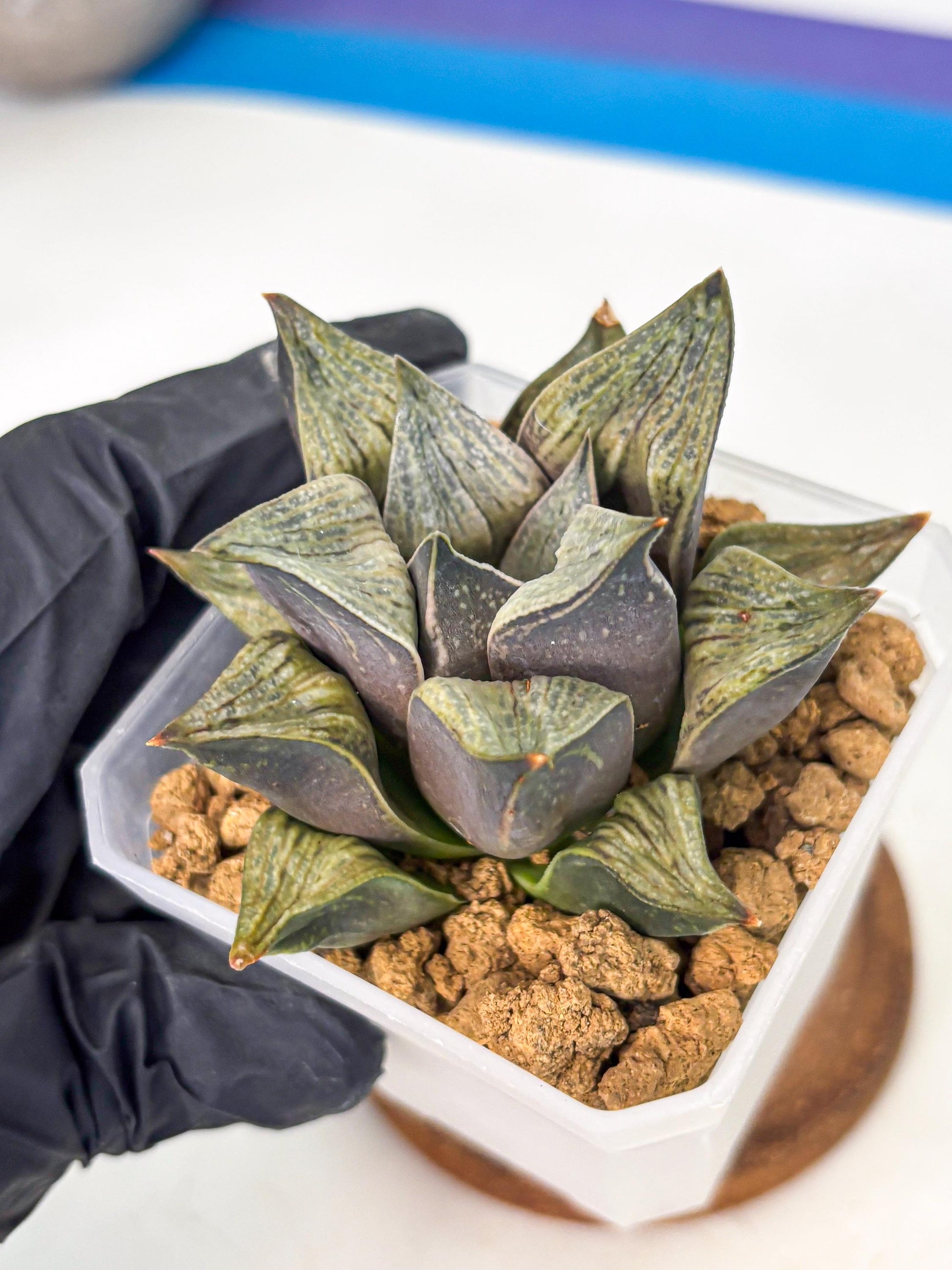 Haworthia Stabilo (wa4) (p5) | Rare Succulent